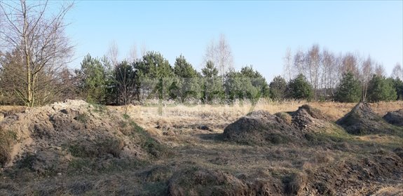 Polecam działkę 3000 m² w otoczeniu lasu sosnowego działka Wycześniak