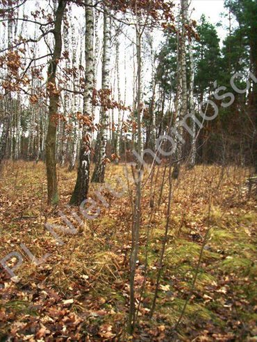 działka na sprzedaż 1918m2 działka Lesznowola