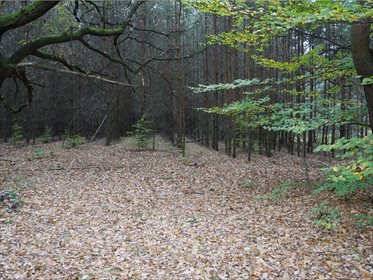 Działka rolna na sprzedaż Węgliska, Rakszawa 17 200m2 Foto 3