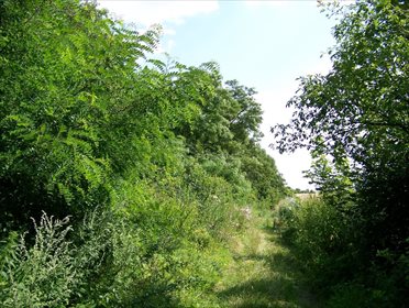 Działka budowlana na sprzedaż Imielno 7 700m2 Foto 7