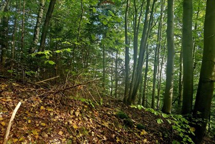 działka na sprzedaż 8661m2 działka Ochotnica Dolna