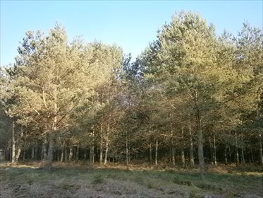 Działka leśna na sprzedaż Stara Wiśniewka 55 661m2 Foto 7
