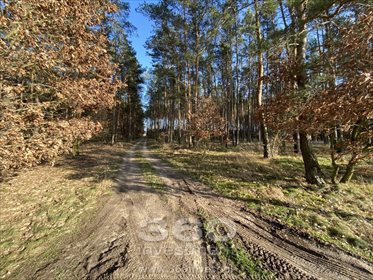 Działka leśna na sprzedaż Słonów 10 800m2 Foto 3