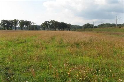 działka na sprzedaż 7700m2 działka Budachów