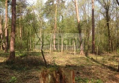 Działka 2315 m² z mediami i nową zabudową w Sękocinie działka Sękocin-Las