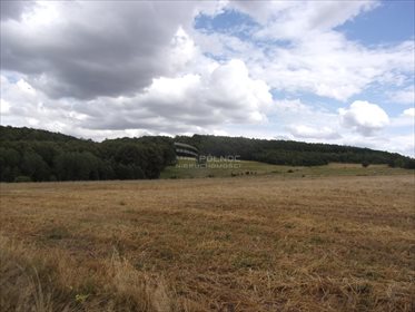 Działka rolna pod dzierżawę Płóczki Górne 800 000m2 Foto 4