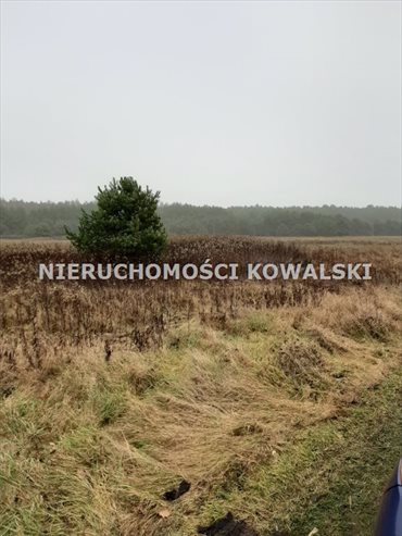 Działka rekreacyjna na sprzedaż Zarośle Cienkie 3 281m2 Foto 3