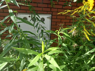 działka na sprzedaż 1680m2 działka Siestrzeń, Nad Lasem