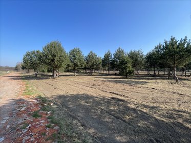 Działka rolna na sprzedaż Jedlicze A, Długa 3 000m2 Foto 3