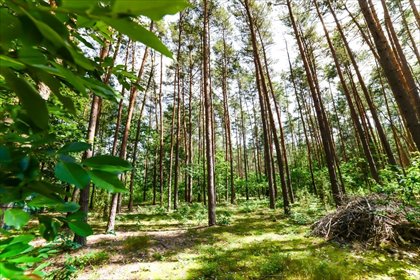 Działka 1999 m² w Poddębiu - potencjał rekreacyjny i inwestycyjny zapraszam działka Poddębie
