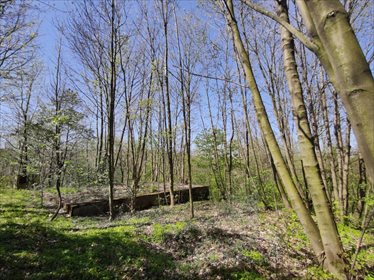Działka siedliskowa na sprzedaż Grabno 11 300m2 Foto 6