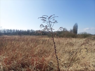działka na sprzedaż 900m2 działka Mierzyn