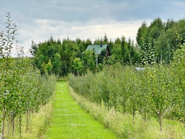 Działka 13 100 m² z domkiem, sadem i szkółką choinek działka Chęciny, Radkowice