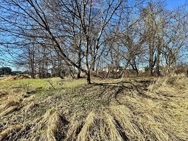 Działka 1408 m² z kasztanami pod zabudowę usługową działka Radlin, Rydułtowska