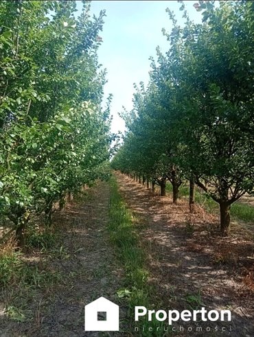 działka na sprzedaż 68550m2 działka Franciszków