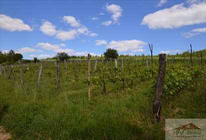 Działka rolna na sprzedaż Węgierka 11 700m2 Foto 4