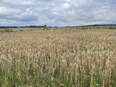 działka na sprzedaż 2470m2 działka Strzebiń, Kosmonautów