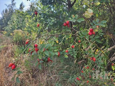 działka na sprzedaż 36400m2 działka Aleksandria
