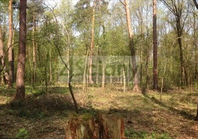 Do sprzedania działka 12 000 m² z mediami w Sękocinie-Las działka Sękocin-Las