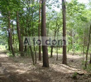 Działka leśna na sprzedaż Iły 4 107m2 Foto 3