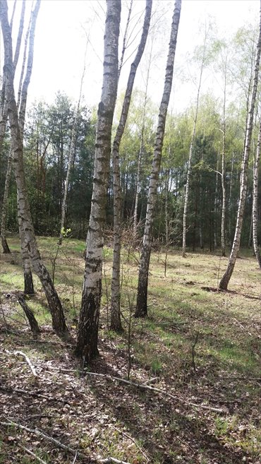 działka na sprzedaż 7400m2 działka Ksiazenice, Al.Olszowa