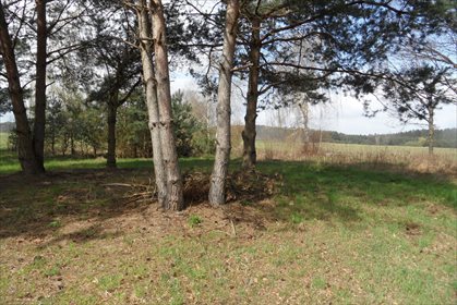 Działka budowlana na sprzedaż Lipówka 11 778m2 Foto 1