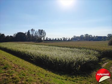 Działka budowlana na sprzedaż Ściejowice 6 000m2 Foto 7