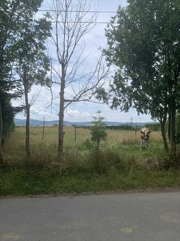 Sprzedam działkę budowlaną 2500 m² z mediami w Dzierżoniowie działka Dzierżoniów