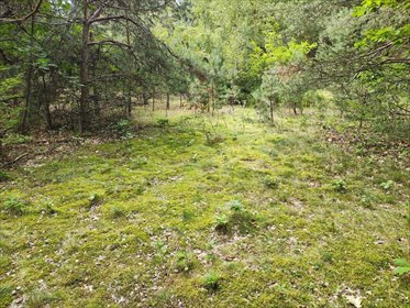 150 zł/m2 w Sokolnikach-Lesie? TAK! działka Sokolniki-Las, Graniczna