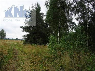 Działka rolna na sprzedaż Korytków 10 800m2 Foto 5