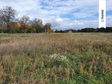 działka na sprzedaż 3820m2 działka Wilków, Jarzębinowa