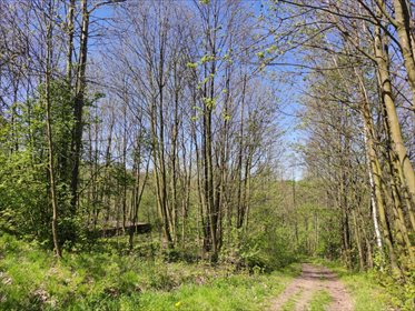 Działka siedliskowa na sprzedaż Grabno 11 300m2 Foto 7