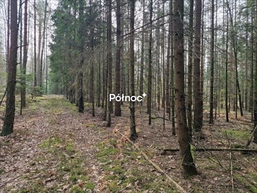 Leśna działka 42,9 ha sosny, brzozy, polecam działka Poniklica