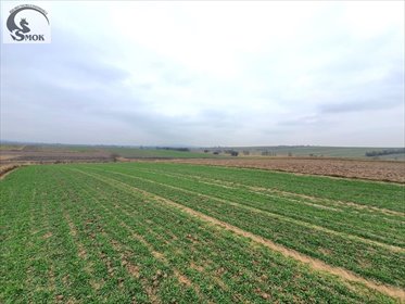 Do sprzedania działka rolno-leśna 3,9 ha z dojazdem polnym działka Czułów