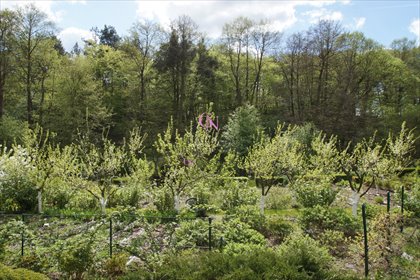 działka na sprzedaż 4300m2 działka Lubicz Dolny