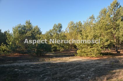 Działka leśna na sprzedaż Suchcice 12 200m2 Foto 2