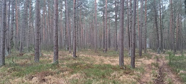 działka na sprzedaż 20400m2 działka Dąbrowy