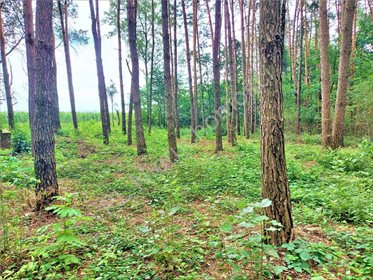 Działka rekreacyjna na sprzedaż Drożdżówka 1 427m2 Foto 1
