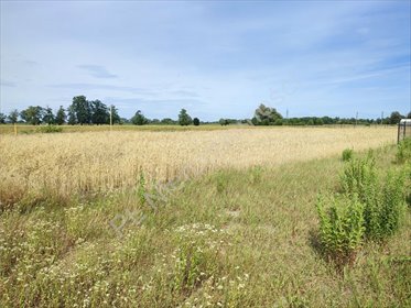 Sprzedam działkę 1500 m² w Wólce Grodziskiej z mediami działka Wólka Grodziska