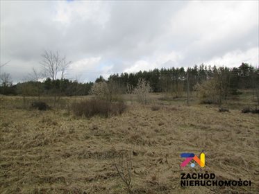 Duża działka pod zabudowę w Górzykowie – 4000 m2 działka Górzykowo