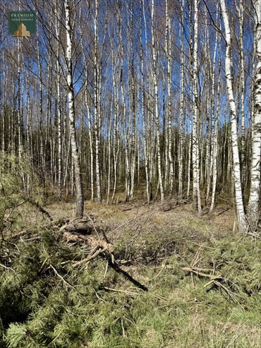 działka na sprzedaż 15700m2 działka Anusin
