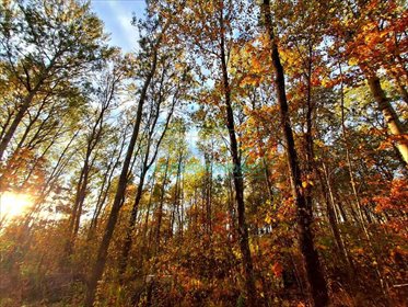 działka na sprzedaż 3128m2 działka Jaktorów