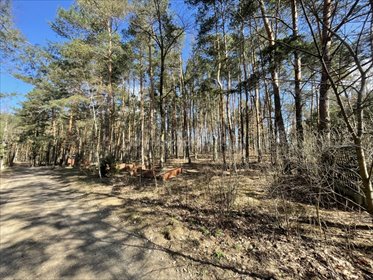 Zapraszam do zakupu działki 3200 m² w Białołęce z warunkami zabudowy działka Warszawa, Białołęka, Lubawska