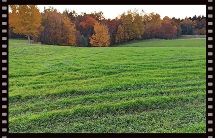 Działka budowlana na sprzedaż Grabie 3 700m2 Foto 5