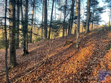 działka na sprzedaż 2988m2 działka Limanowa