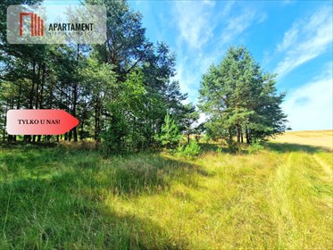 Działka 1000 m² w sercu Borów Tucholskich - lasy i rzeka działka Miedzno