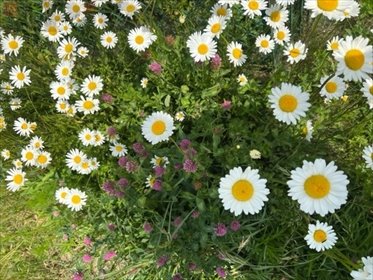 działka na sprzedaż 2670m2 działka Czmoniec