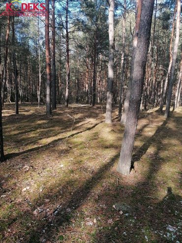 Działka leśna 36 600 m² w Wieliszewie (blisko Zalewu Zegrzyńskiego) działka Wieliszew