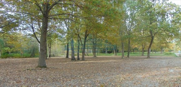 działka na sprzedaż 3006m2 działka Chojnów
