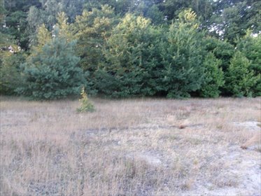 Na sprzedaż działka 5558 m² w Łachy z dostępem do mediów działka Łacha, Łacha